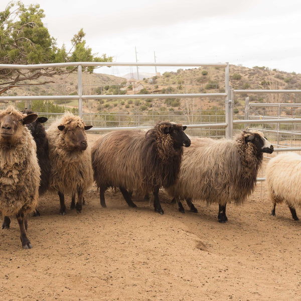 Navajo Churro Sheep